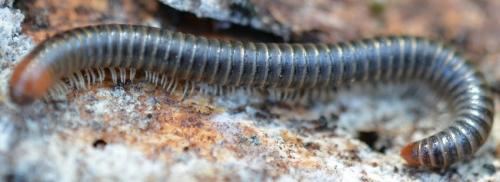 Cylindroiulus broti